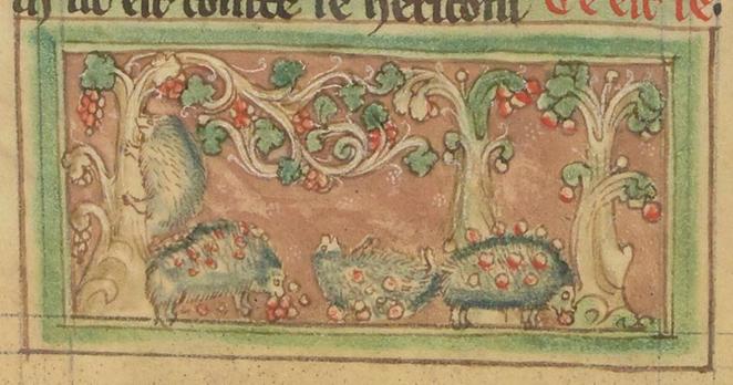 Hedgehogs gathering fruit on their spines
"Hedgehogs climb grape vines or fruit trees to knock the fruit to the ground. There they roll on the fruit to stick it to the sharp spines on their backs, so they can carry food home to their families."
Bibliothèque Nationale de France, fr. 14969 (Bestiaire of Guillaume le Clerc), folio 21v
https://bestiary.ca/beasts/beast217.htm
