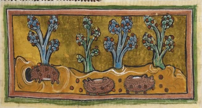 Hedgehogs gathering fruit on their spines
"Hedgehogs climb trees or vines to knock the fruit to the ground. They then roll on the fruit so it sticks to the spines on their backs (right) so they can carry it home to feed their young (left)."
British Library, Royal MS 12 F XIII (Rochester Bestiary), folio 45r
https://bestiary.ca/beasts/beast217.htm