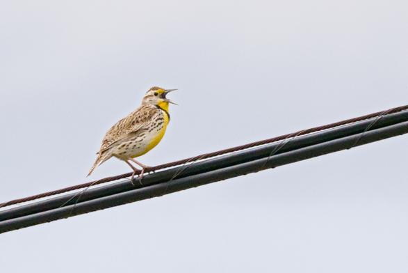 A Western meadowlark singing on a wire.