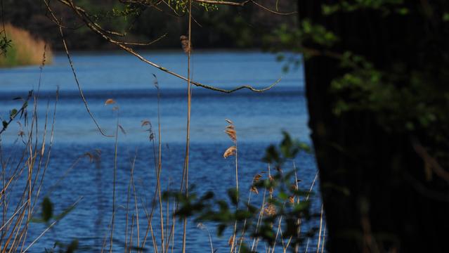 See im Hintergrund unscharf. Trockenes Schilf im Fokus