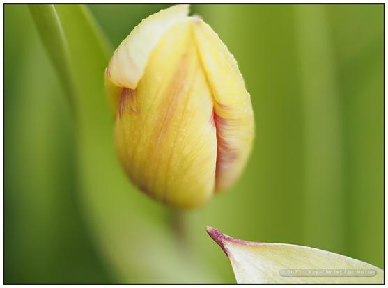 Am sonnigen, warmen 1. Mai trennen diese Knospe einer Tulpe nur noch wenige Stunden vom Aufblühen. Das Makrofoto zeigt in schmaler Schärfeebene die gelbe, fein rötlich gezeichnete und noch geschlossene Knospe vor dem unscharfen grünen Hintergrund des Grases und eines Blattes der Tulpe, von unten rechts ragt ein weiteres rot-gelb gezeichnetes Blatt einer anderen Pflanze pfeilförmig in das Bild hinein.