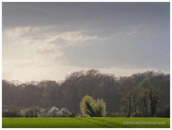 Erstes, zartes Grün an den Bäumen im Hintergrund und an einem Knick mit blühendem Weißdorn vor einem saftig-grünen Feld mit jungen Getreidepflanzen im Gegenlicht der tiefstehenden Sonne am frühen Abend: Bilderbuch-Frühling in der schleswig-holsteinischen Feldmark.