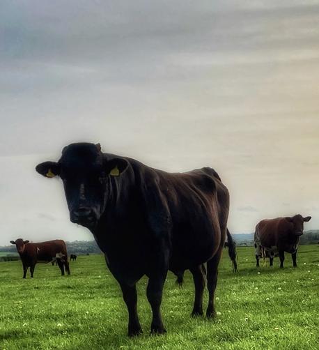 A jet black yearling oversees his dun brown and cream cows. Lush pasture. Flat evening sky.