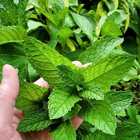 A hand holding a bunch of big green mint leaves. The large leaves are as big as the palm of the hand.