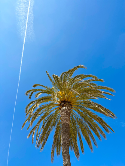 Palmtree and blue sky