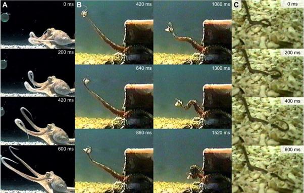 Images from videos of an octopus A) reaching with two arms, B) catching a piece of food and bringing it to its mouth, C) searching its aquarium with a limb