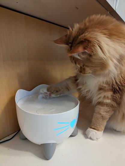 Idiot cat stuffing his paw in water