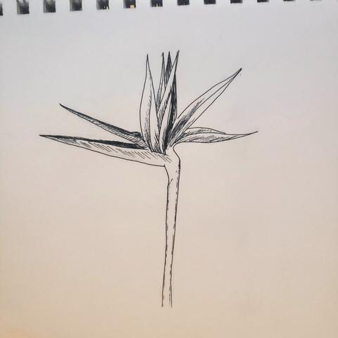 black and white ink doodle of a bird of paradise flower