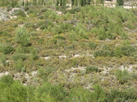 Ulex parviflorus and Pinus halepensis