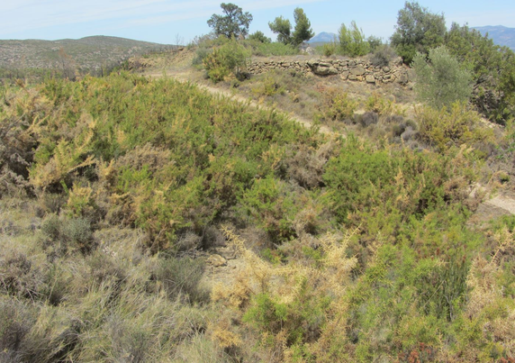 Ulex parviflorus heathlands