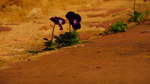 Hornveilchen auf einem Gehweg