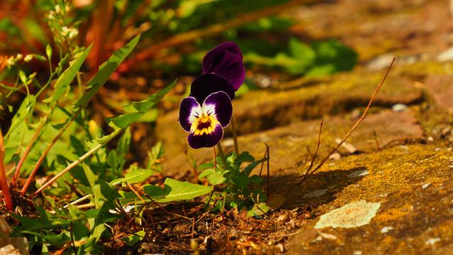 Hornveilchen neben Löwenzahn auf einem Gehweg