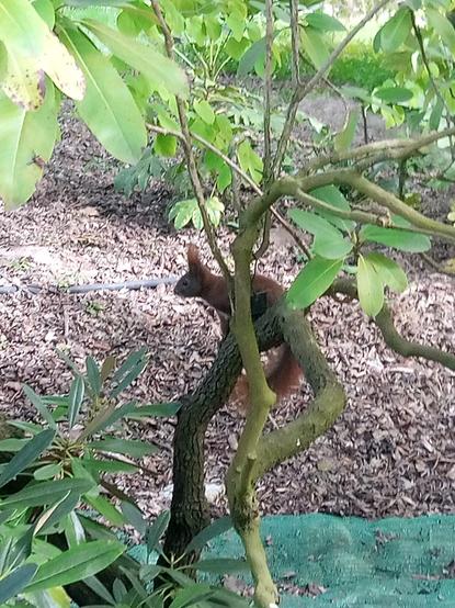 Ein dunkelrotes Eichhörnchen sitzt in einer Buschgabel.