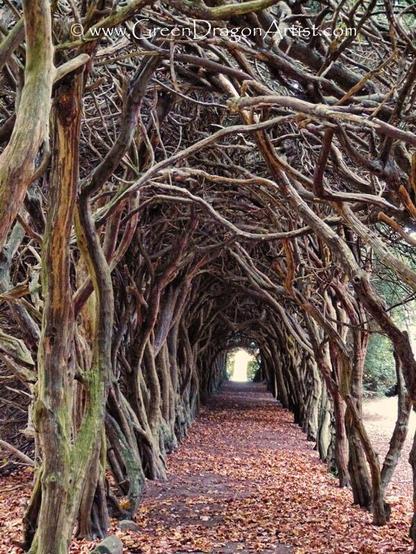 A tree tunnel with autumn leaves