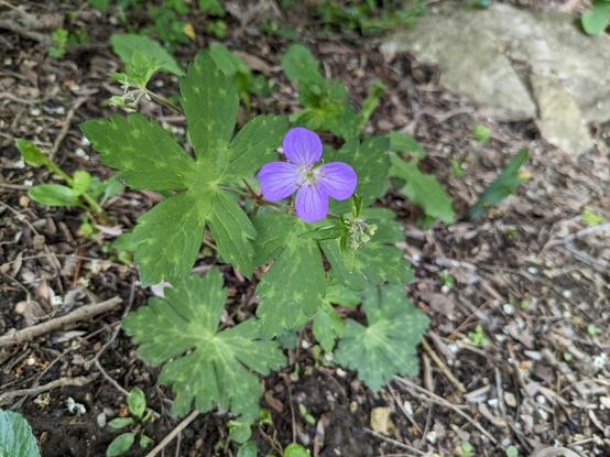 A four-petalled purple flower appears on a wild geranium (Geranium maculatum) plant.
