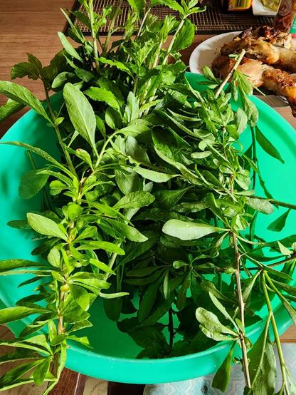Freshly harvested goji berry plant leaves.
