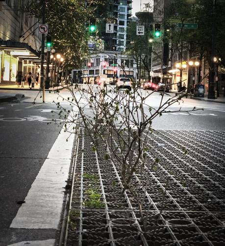 Tree saplings with buds on the branches growing out of a metal grate in a downtown street.