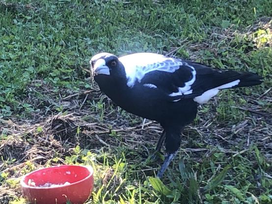 Pushy an Australian magpie. New batch of Insectivore mix delivered. I add this supplement to reduce calcium deficiencies.  Pushy rocked up with s limp last year. It could have been an injury, more likely the 8 offspring have resulted in calcium leaching weakening her bones. 

Magpies are insectivores and absorb those insects calcium for strong bones.