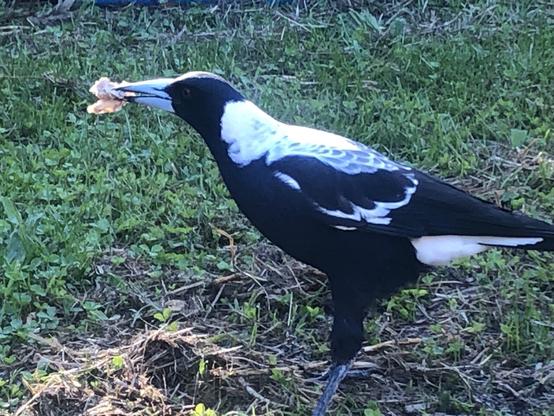 Pushy an Australian magpie. New batch of Insectivore mix delivered. I add this supplement to reduce calcium deficiencies.  Pushy rocked up with s limp last year. It could have been an injury, more likely the 8 offspring have resulted in calcium leaching weakening her bones. 

Magpies are insectivores and absorb those insects calcium for strong bones.