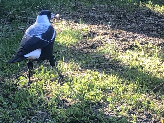 Pushy an Australian magpie. New batch of Insectivore mix delivered. I add this supplement to reduce calcium deficiencies.  Pushy rocked up with s limp last year. It could have been an injury, more likely the 8 offspring have resulted in calcium leaching weakening her bones. 

Magpies are insectivores and absorb those insects calcium for strong bones.