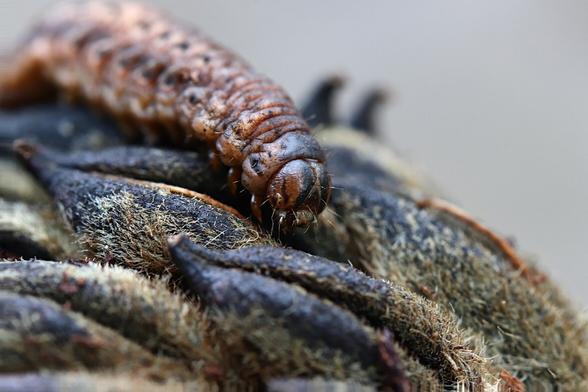 2X Macro Fall Armyworm Larva on a Magnolia Seed Pod