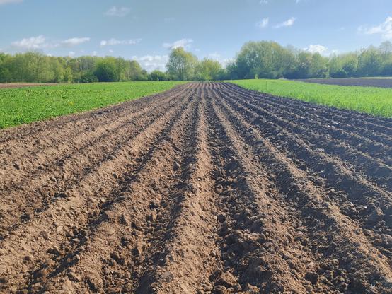 Pole ziemniaków tuż po wysadzeniu