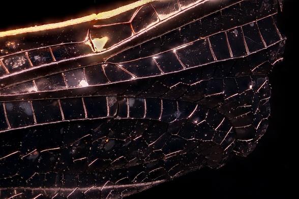 4x Magnification of a Insect Wing
Stacked from 355 images