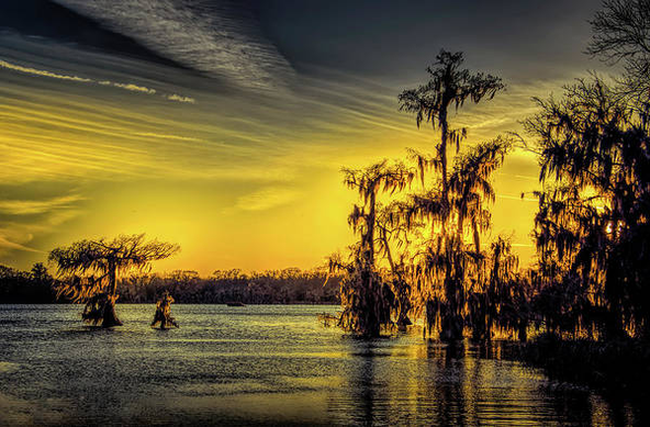 Lake Martin Louisiana at sunset overlooking the Bald Cypress trees in shades of yellow, orange and navy blue.