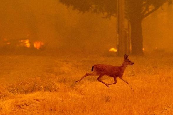 Deer running in circles in a forest fire
