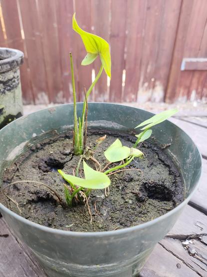 3 young arrowhead plants with their distinctive v-shaped leaves in a black pot.