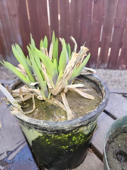 A young iris in a black pot with light green new leaves that are slightly purplish at their base.