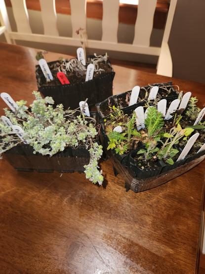 A collection of small plants in little plant plugs, the most noticeable being the light grey-green sagewort with their tiny leaves.