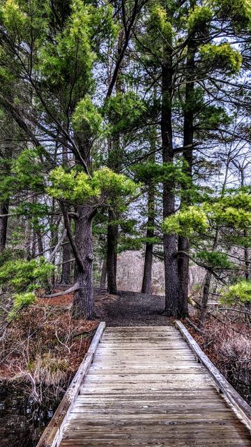 Beneath a gray April sky we are walking across a wooden footbridge. A dirt and gravel footpath leads through a grove of tall pine trees.