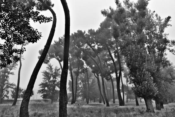 A black and white picture of pine trees in Parque El Parral, Burgos, Spain: right next to where this Dawn Chorus stream is coming from.
