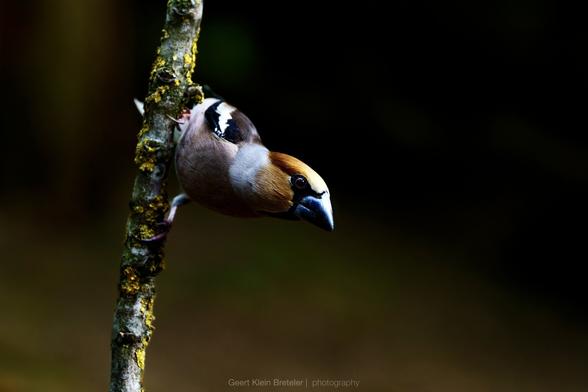 Hawfinch in #LowKey.