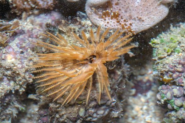 feather duster worm (Sabellidae), a tube-dwelling polychaete (segmented worm) with long feathery feeding tentacles. St John's Island, Singapore