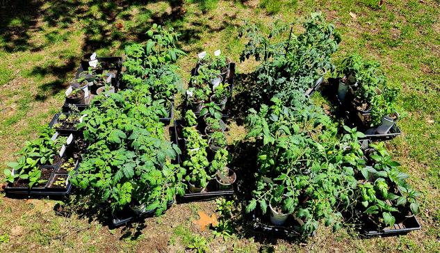 Small tomato, pepper, and herb plants in 4 inch pots, in trays in a sunny location of a lawn.