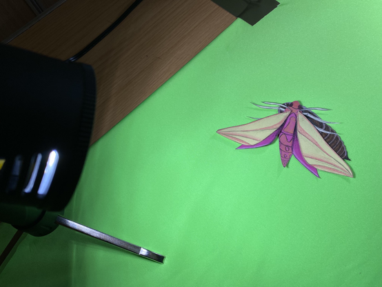 A cut out puppet for animation. The puppet is of an Elephant Hawk Moth. It is on a bright green background. A light on the left illuminates the scene.