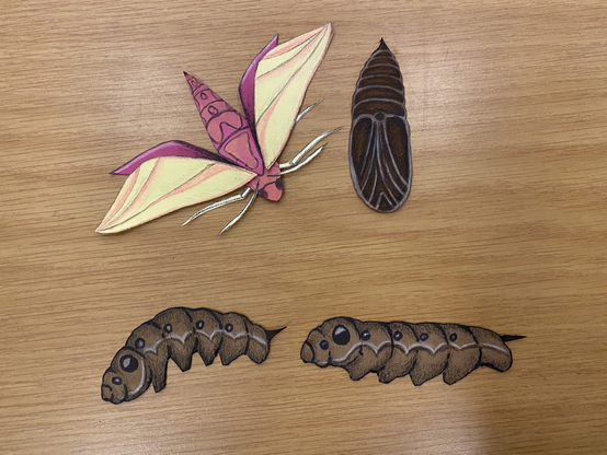 A collection of cut out characters for animation. Including an Elephant Hawk Moth with moveable wings, a chrysalis, and two versions of a caterpillar.