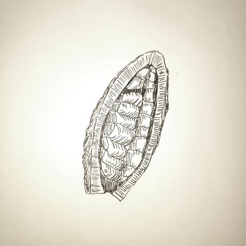 fast doodle of cocoa pods in an opened husk