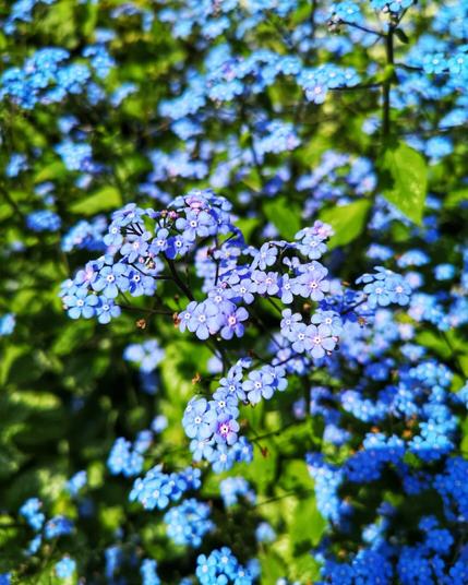 Clusters of tiny blue flowers on long thin stems.