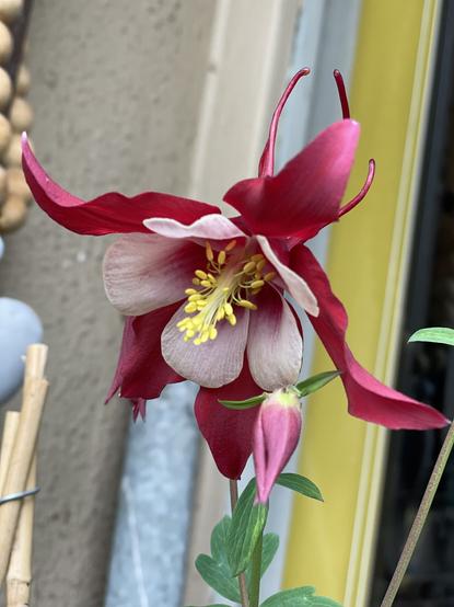 Red and white columbine bloom