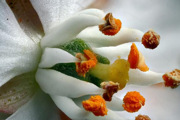 4X Stacked Macro Mexican Orange Blossom.
Stacked from 125 images using Zerene Stacker in Linux using a Wemacro focus rail.