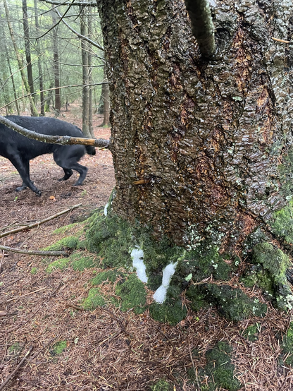 The base of a large fir tree with moss growing & blurry dog running past
