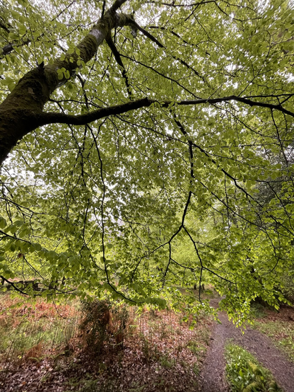 Beautiful canopy of light green new beech tree leaves