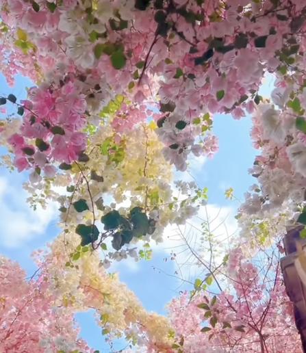 The sun has just come out and the sky is a lovely pale sky-blue. There is a little white fluffy cloud, which acts as a perfect back drop to these pink, rose, and vanilla blossoms…