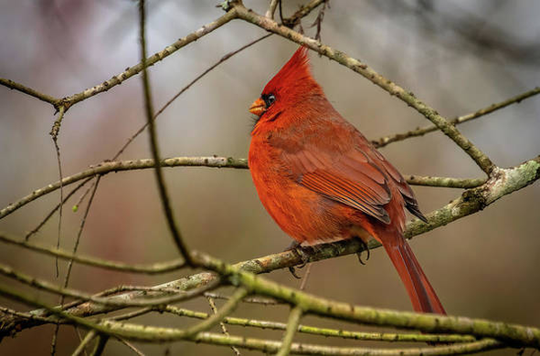 SPRING RED CARDINAL:

https://pixels.com/featured/first-sign-of-spring-norma-brandsberg.html?newartwork=true

Red male cardinal sitting on a golden branch close-up during early spring.