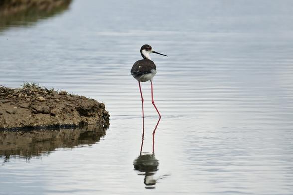Une échasse blanche mâle se tient près d'un îlot sur lequel se trouve son nid avec un œuf.