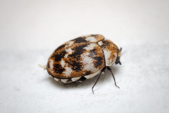 Carpet beetle