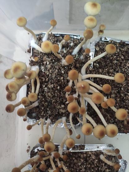 Cogumelos psilocibe cubensis crescendo numa pequena estufa